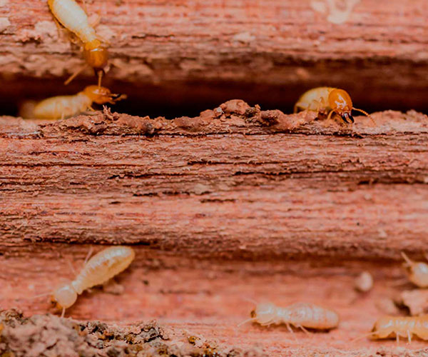 Traitement de charpente contre les termites à Frejus (83600)