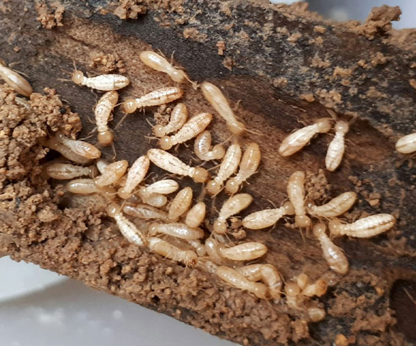 Termites en train de deguster le bois d'une charpente à Frejus (83600)